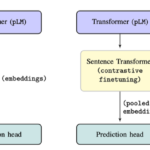 Schematic overview of finetuning pLMs using Sentence Transformers.